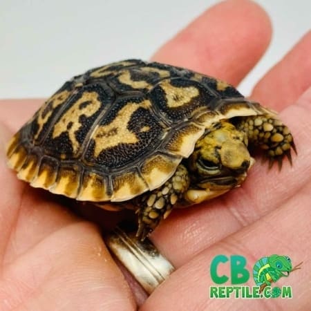 pancake tortoise for sale