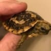 pancake tortoise