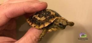 pancake tortoise