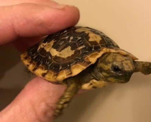 pancake tortoise