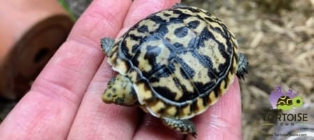 pancake tortoises
