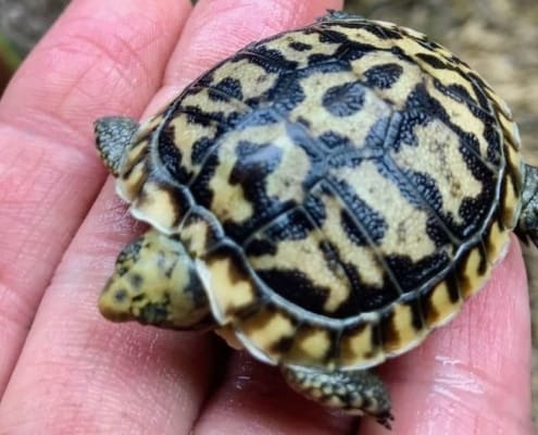 pancake tortoises