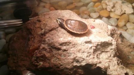 pink belly side necked turtle sale