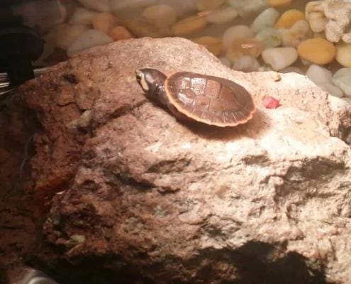 pink belly side necked turtle sale