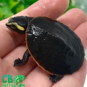 pink belly side necked turtle