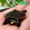 pink belly side necked turtle for sale