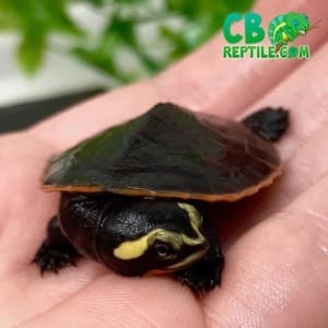 pink belly side necked turtle for sale