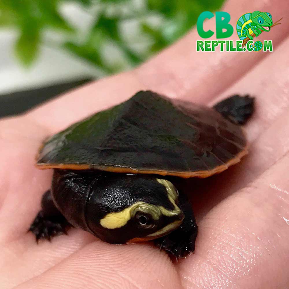 Pink belly side-necked turtles for sale | baby pink belly side neck turtle