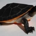 pink belly side neck turtle for sale