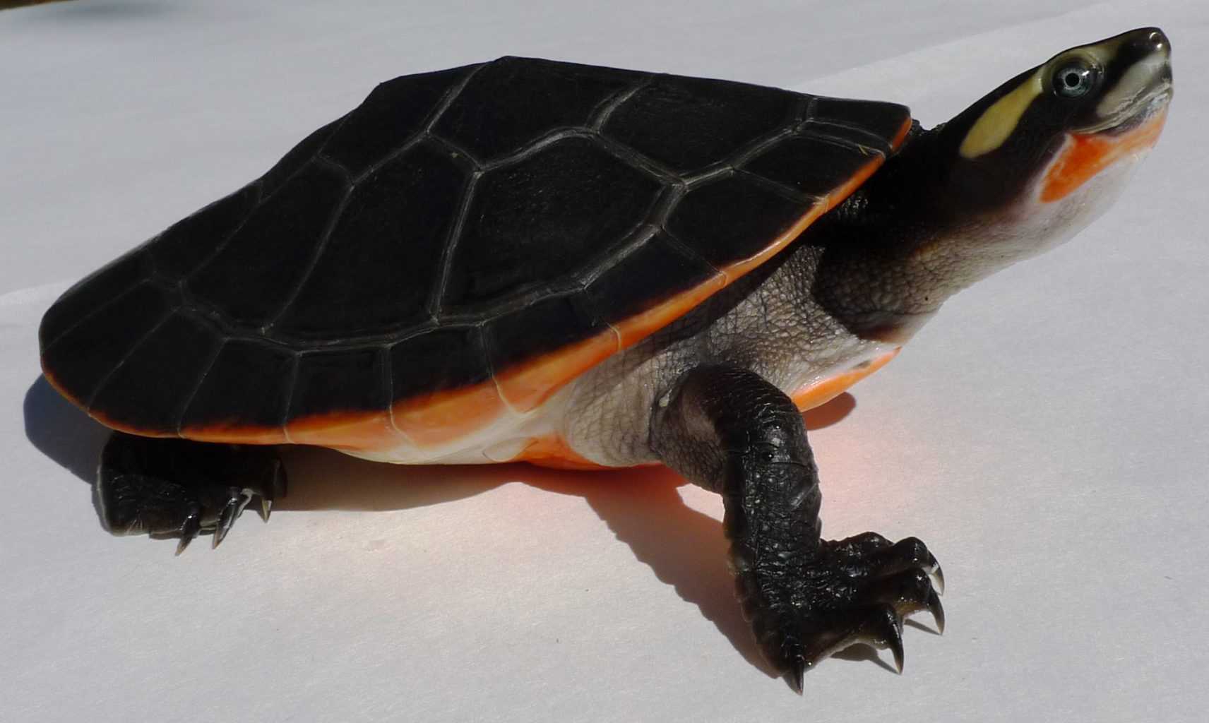 Pink Belly Side Neck Turtle - WebSelfEdit