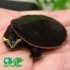 pink belly sidenecked turtle for sale