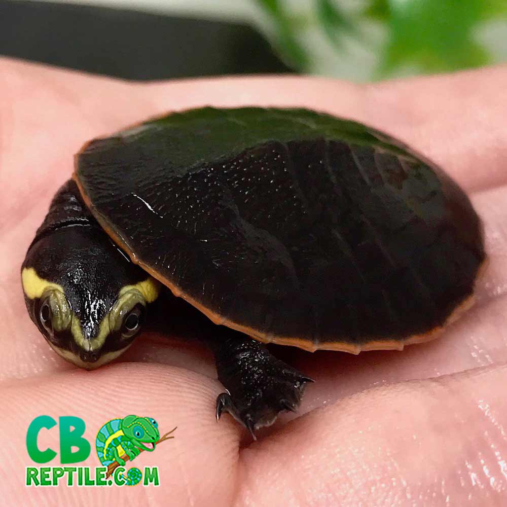 Pink belly side-necked turtles for sale | baby pink belly side neck turtle