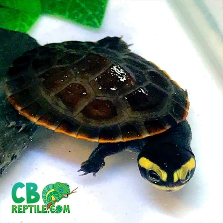 Pink belly side-necked turtles for sale | baby pink belly side neck turtle