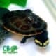 pink belly turtle for sale