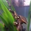 pink belly side-necked turtle for sale