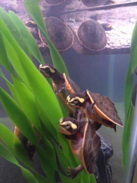 pink belly side-necked turtle for sale