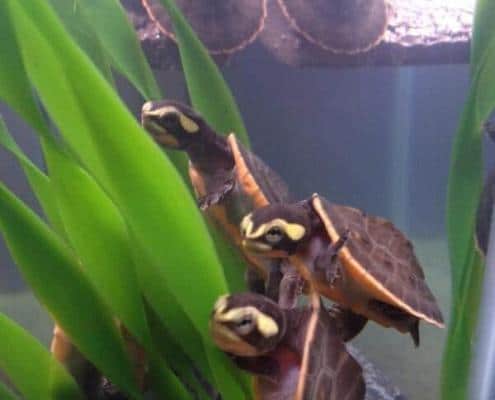 pink belly side-necked turtle for sale