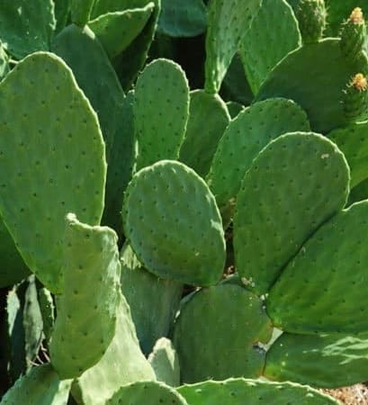 spineless cactus pads for sale