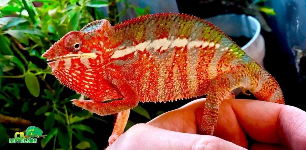 red body blue bar panther chameleon