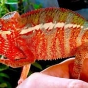 Ambilobe panther chameleon for sale