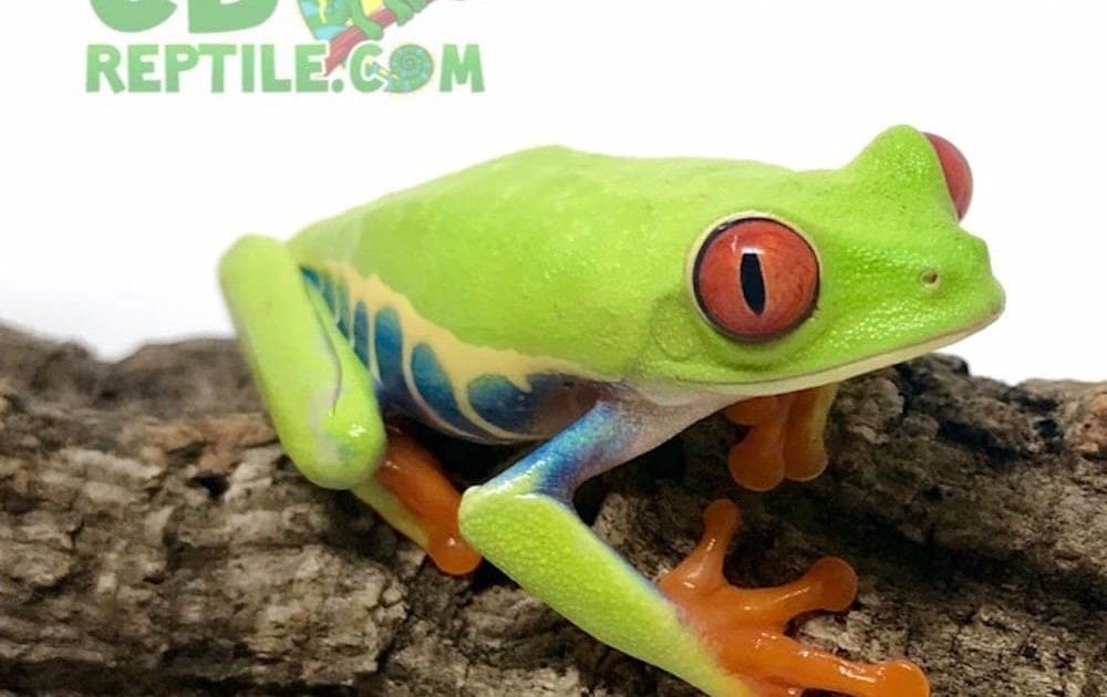 red eye tree frog