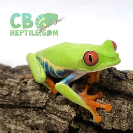 Red Eyed Tree Frog for sale - Image 2