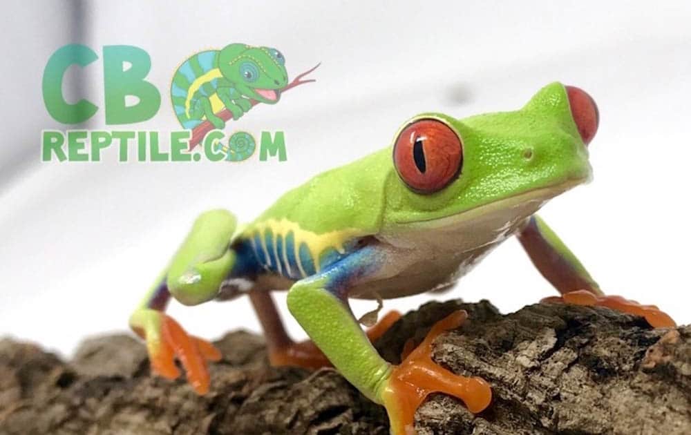 red eyed tree frog