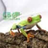 red eyed tree frog