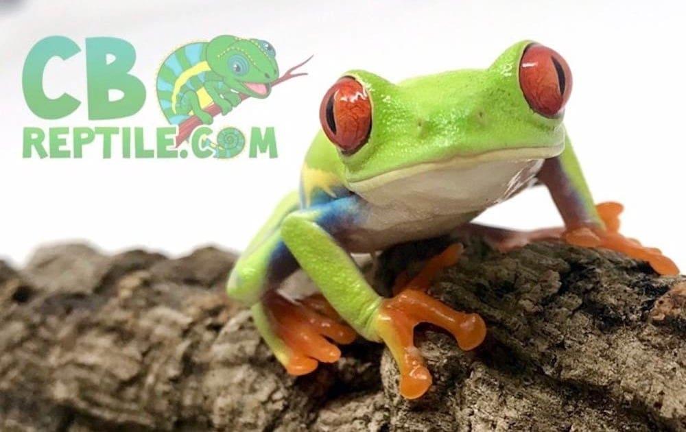 red eyed tree frog for sale