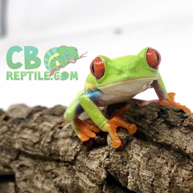 Red eyed tree frog for sale online red eye tree frogs for sale cheap