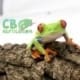 red eyed tree frog for sale