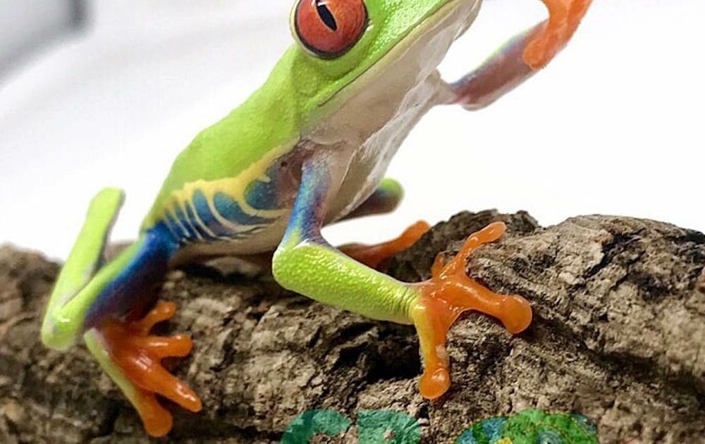 red eyed tree frogs for sale