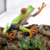 red eyed tree frogs for sale