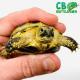 Russian tortoise for sale