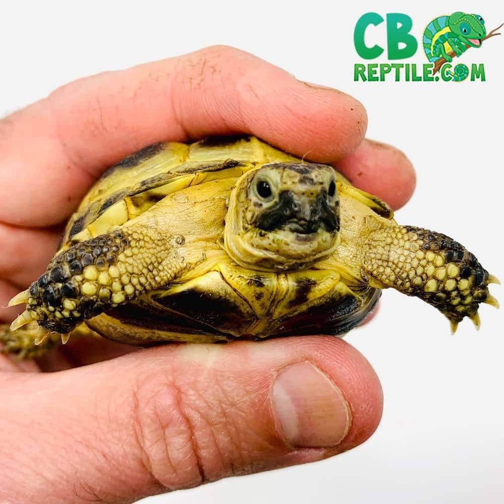 Russian Tortoise For Sale Online Baby Russian Tortoises For Sale