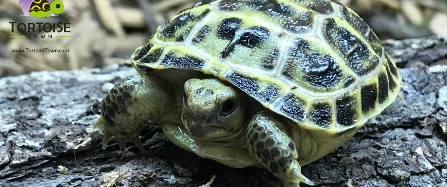 captive bred russian tortoise for sale