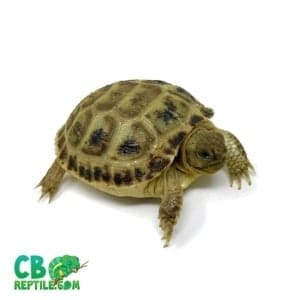 Russian tortoise