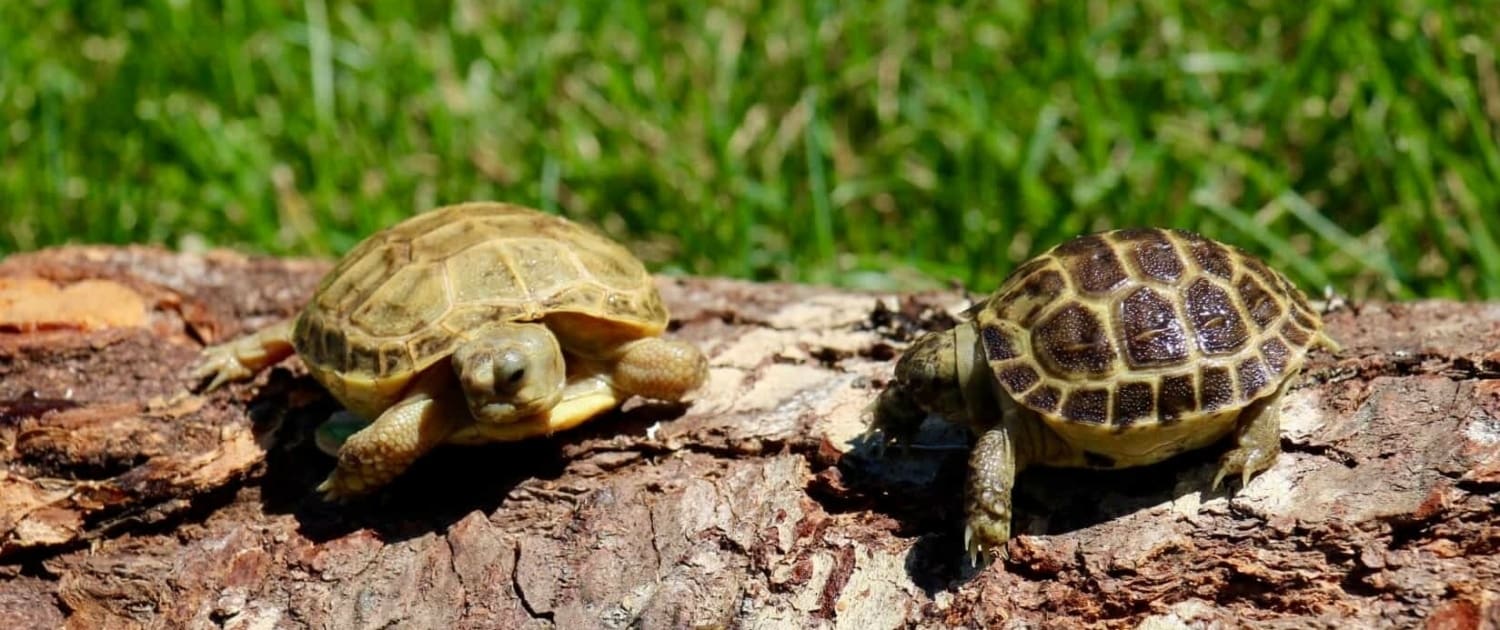 baby russian tortoise