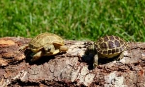 baby russian tortoise