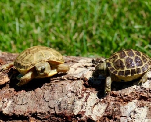 baby russian tortoise