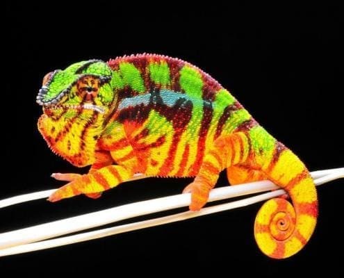 Sambava Panther Chameleon for sale