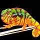 Sambava Panther Chameleon for sale