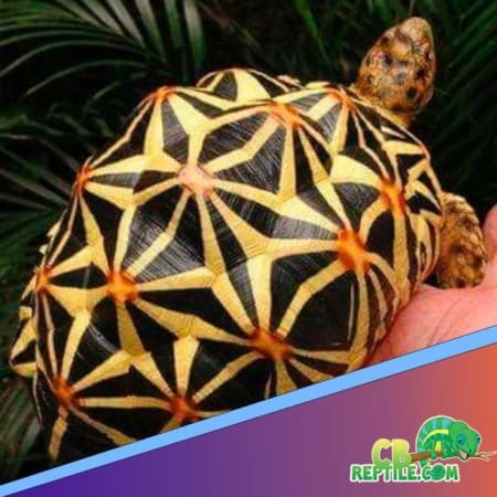 Sri lankan star tortoise