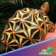 Sri lankan star tortoise