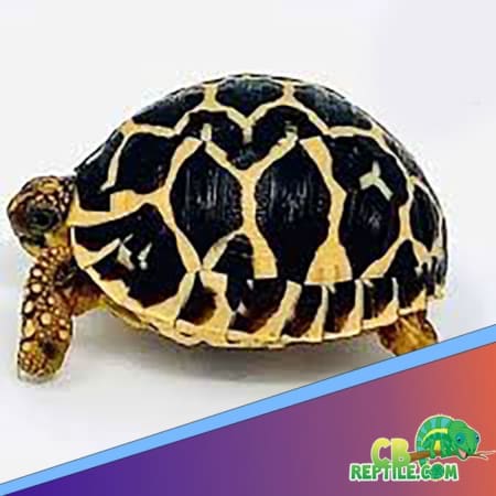 star tortoise for sale
