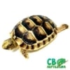 tiny tortoise for sale