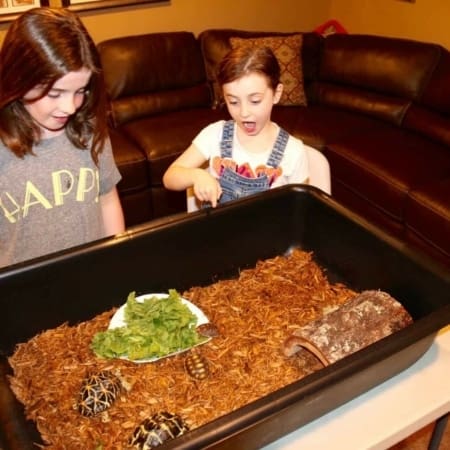 box turtle habitat for sale