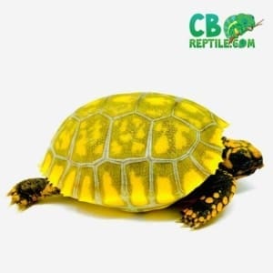 yellow foot tortoise