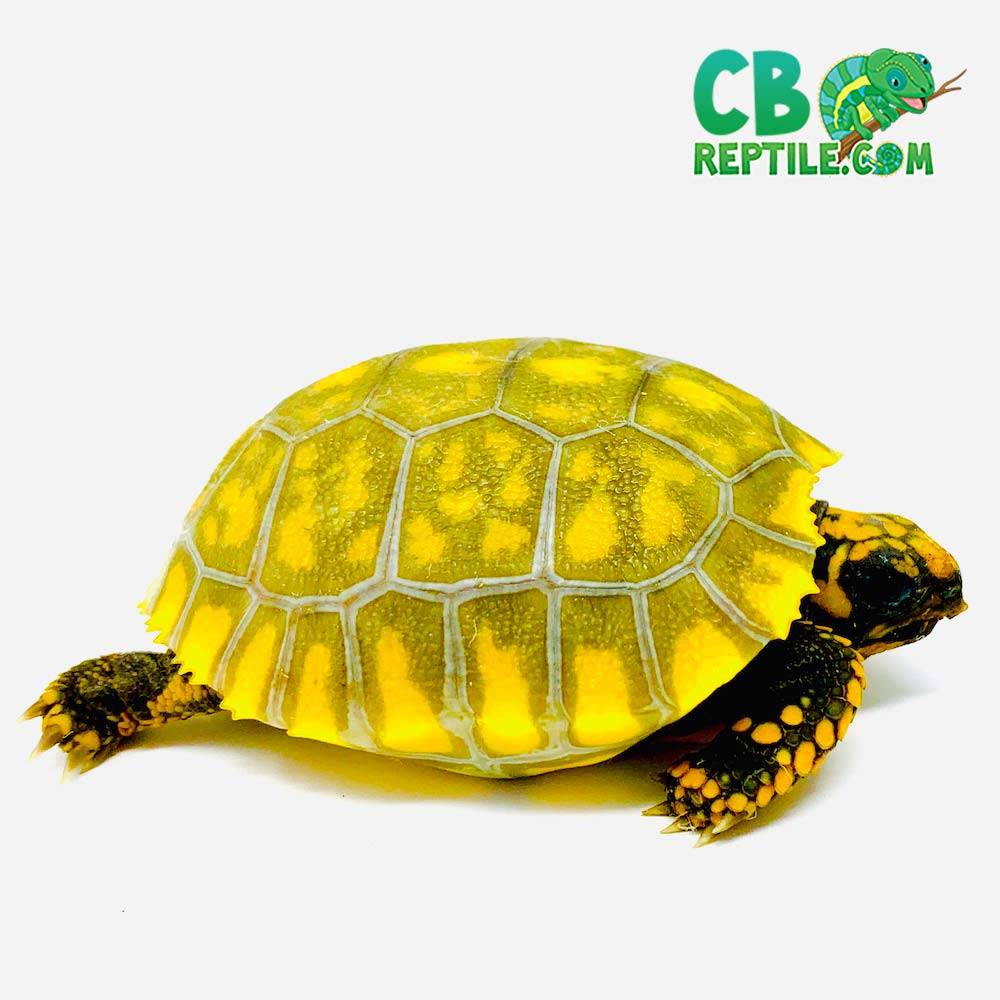 yellow foot tortoise sale