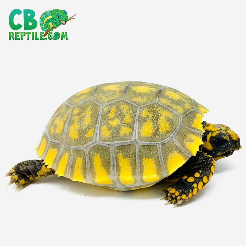 yellow foot tortoise lifespan